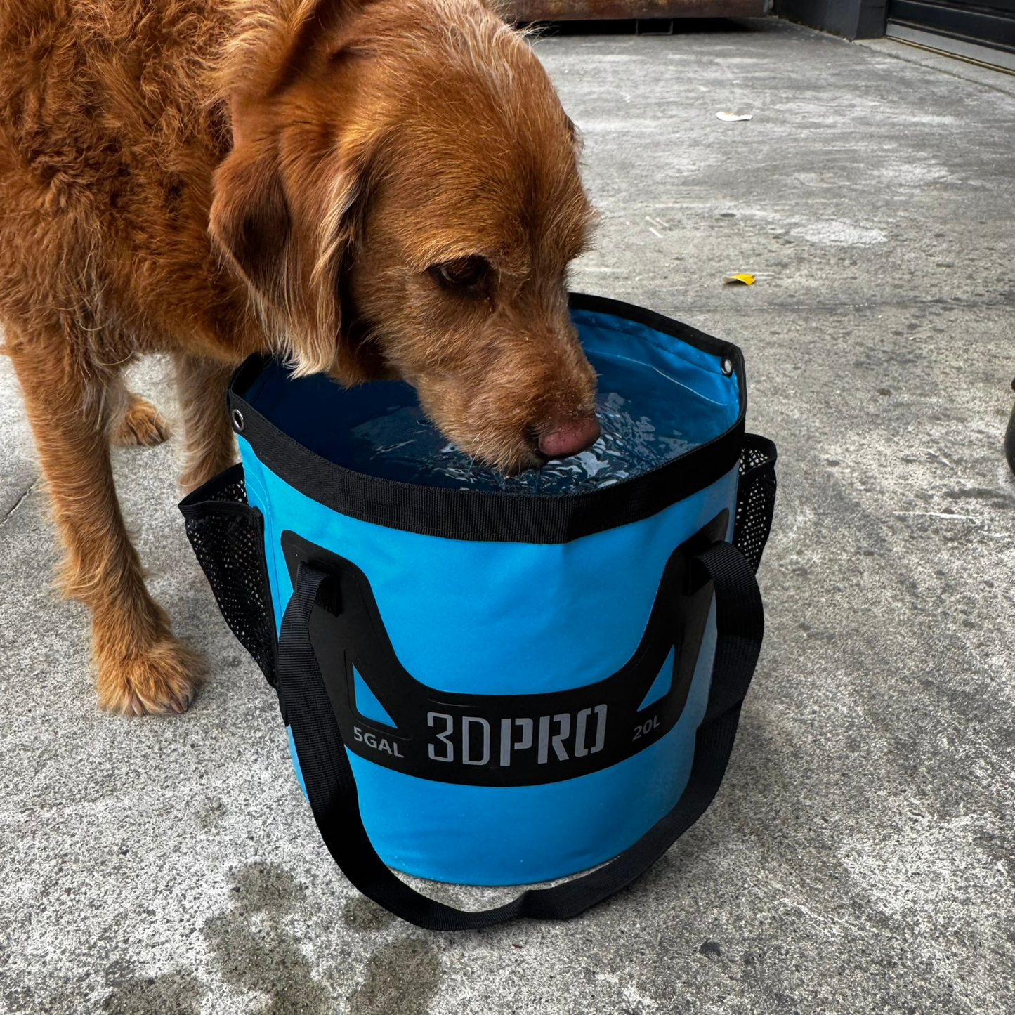 Dog drinking from a blue 3DPRO water bag on a concrete surface